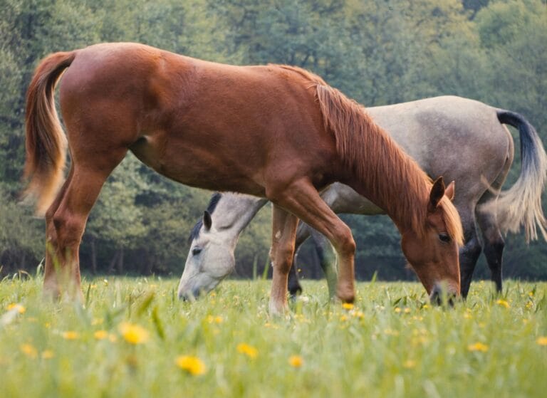 Animal penalty notices act