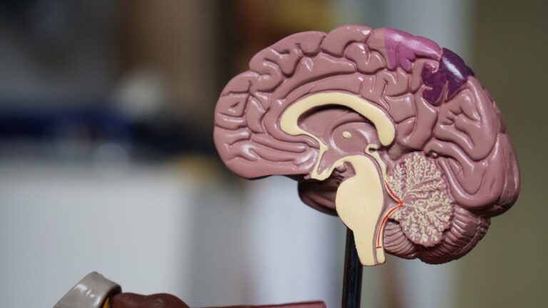 Cross section of brain