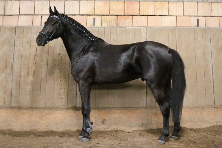 Buying a horse at auction