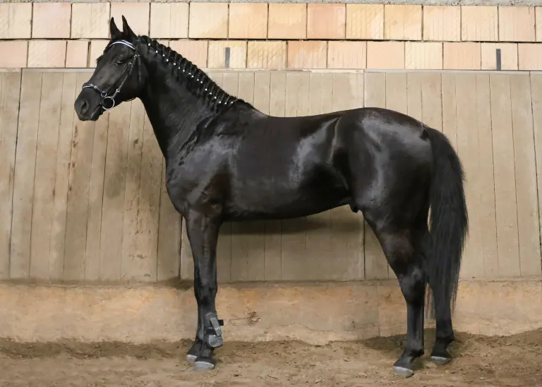 A horse sale and purchase agreement is a vital contract to have in place if you are looking to sell or buy a horse