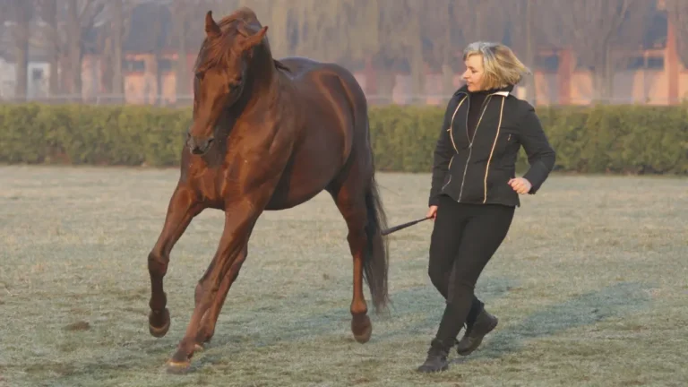 Horse training