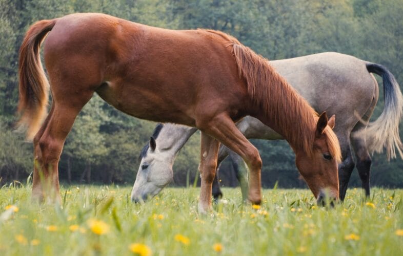 Animal penalty notices act