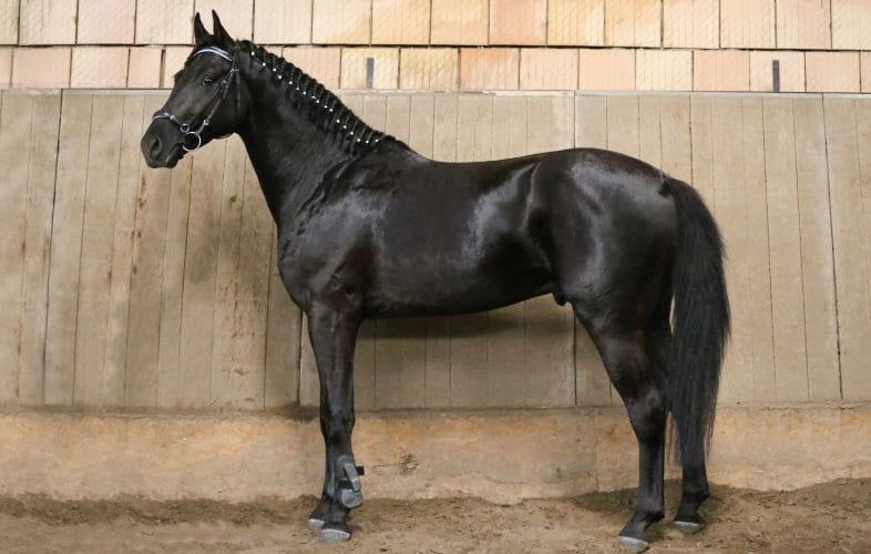 Buying a horse at auction