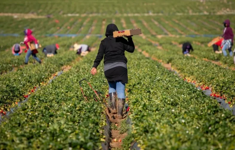 There is essential information agricultural employers should know about worker status, contracts of employment and holiday pay