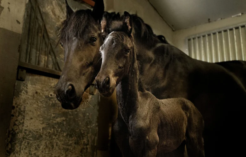Preparing your mare to stud