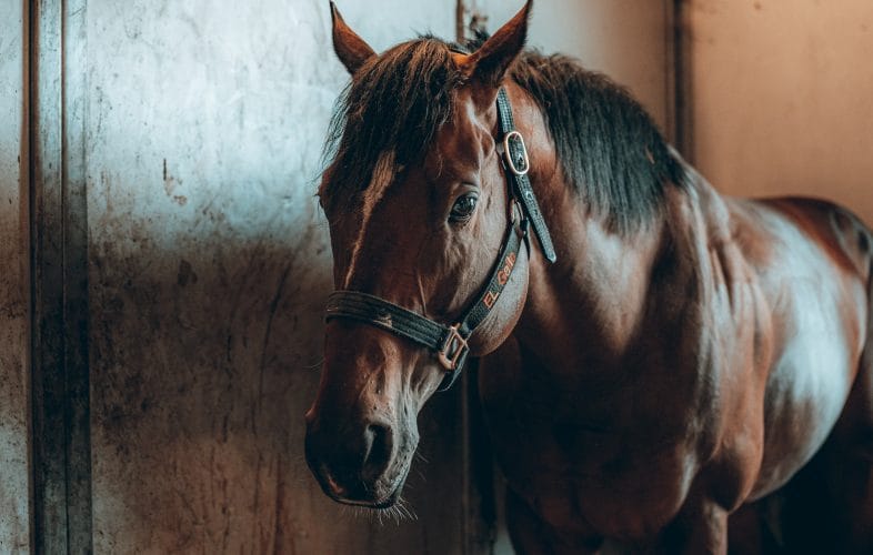 Is your horsebox safe