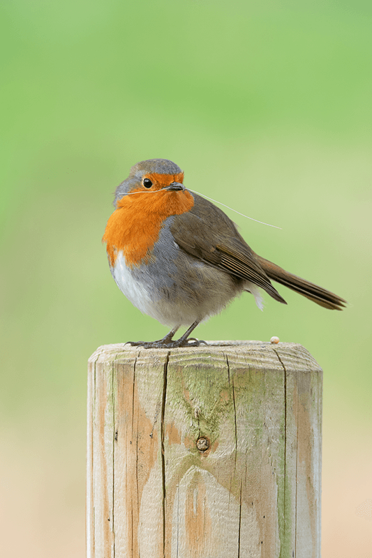 A robin: an example of British wildlife