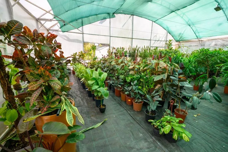 Rothera Bray's Corporate team recently advised on the acquisition of a Lincolnshire plant nursery, safeguarding 39 jobs