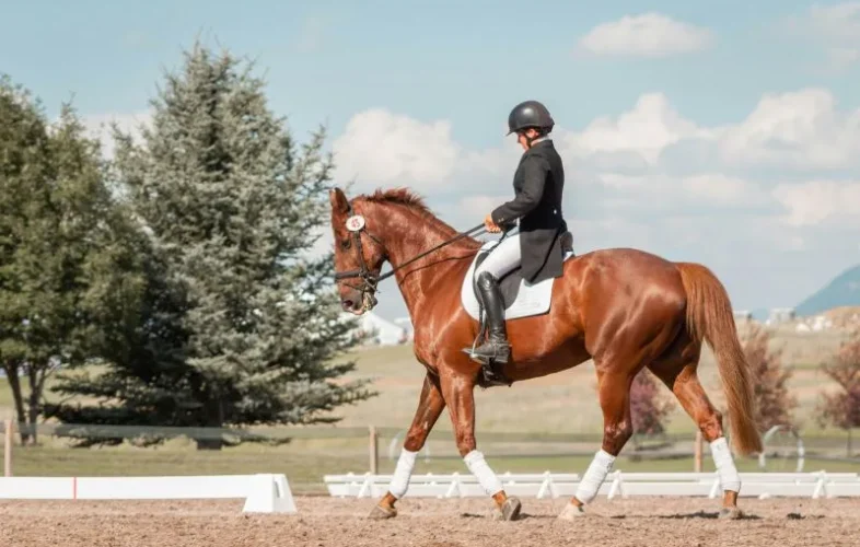 buying an expensive horse